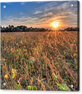 Sunset And Soybeans Acrylic Print