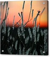 Sunset Desert Acrylic Print