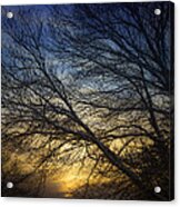 Sunset Over The Tree Acrylic Print