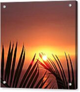 Sunset Palms Acrylic Print