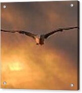 Sunset Seagull Acrylic Print