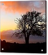 Sunset Tree In Maui Acrylic Print