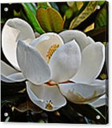 Sure Sign Of Spring Acrylic Print