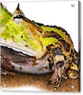 Surinam Horned Frog, C. Cornuta Acrylic Print