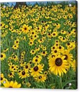 Susans In The Wind Acrylic Print