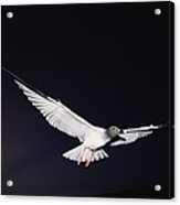 Swallow-tailed Gull Departs At Dusk Acrylic Print