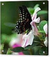 Swallowtail 2 Acrylic Print