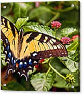 Swallowtail Beauty Acrylic Print