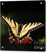 Swallowtail Butterfly Acrylic Print