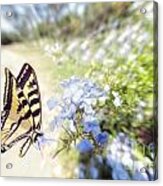 Swallowtail Butterfly In Spring Acrylic Print