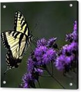 Swallowtail On Purple Acrylic Print