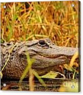 Swamp Gator Acrylic Print