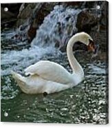 Swan A Swimming Acrylic Print