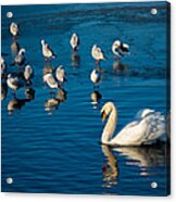 Swan And Seagulls On Frozen Lake Acrylic Print