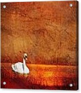 Swan Acrylic Print