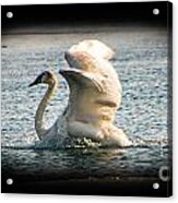 Swan Landing 2 Acrylic Print