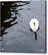 Swan Song Acrylic Print