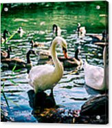 Swans And Ducks Together Acrylic Print