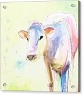 Sweet Cow Acrylic Print