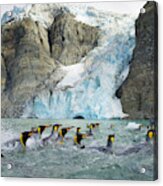 Swimming King Penguins And Glacier Acrylic Print