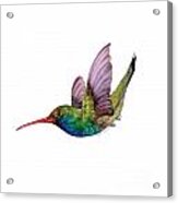 Swooping Broad Billed Hummingbird Acrylic Print