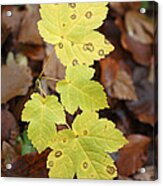 Sycamore Leaves Germany Acrylic Print