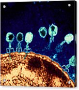 T-bacteriophages And E-coli Acrylic Print