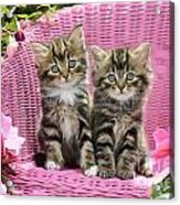 Tabby Kittens Acrylic Print