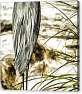 Tail Feathers Acrylic Print