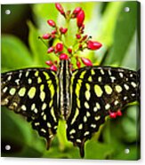 Tailed Green Jay Butterfly Acrylic Print