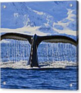 Tails From Antarctica Acrylic Print