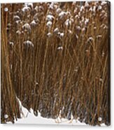 Tall Grasses In Winter Acrylic Print