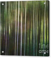 Tall Pines Acrylic Print