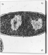 Tem Of The Bacteria Escherichia Coli Acrylic Print