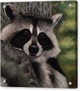 Tennessee Wildlife - Raccoon Acrylic Print