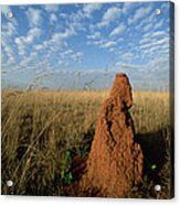 Termite Mound In Cerrado Grassland Emas Acrylic Print