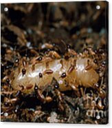 Termite Queen And Soldiers Acrylic Print