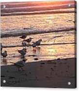 Terns At Sunrise 10-12-14  Julianne Felton Acrylic Print