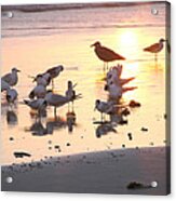 Terns At Sunrise With Seagull Acrylic Print