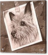 Terrier As Optical Illusion Acrylic Print