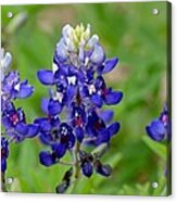 Texas Bluebonnets Acrylic Print