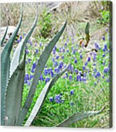 Texas Bluebonnets Acrylic Print