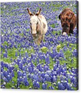 Texas Donkeys And Bluebonnets - Texas Wildflowers Landscape Acrylic Print