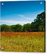 Texas Hill Country Meadow Acrylic Print