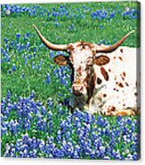 Texas Longhorn Cow Sitting On A Field Acrylic Print