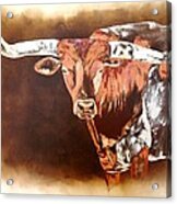 Texas Longhorn Acrylic Print