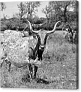 Texas Longhorns A Texas Icon Acrylic Print