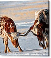 Texas Longhorns Acrylic Print