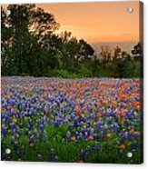 Texas Sunset - Bluebonnet Landscape Wildflowers Acrylic Print