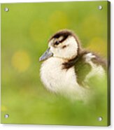 The Gosling In The Grass Acrylic Print